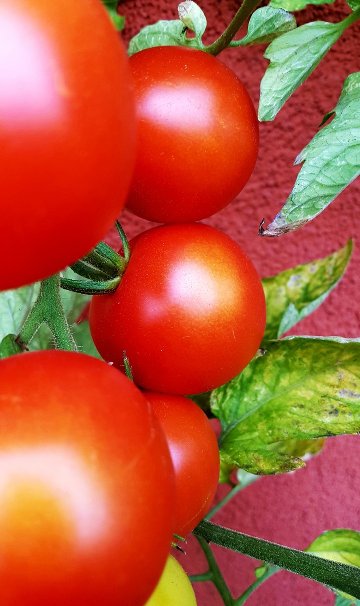 Tomatoes from my garden