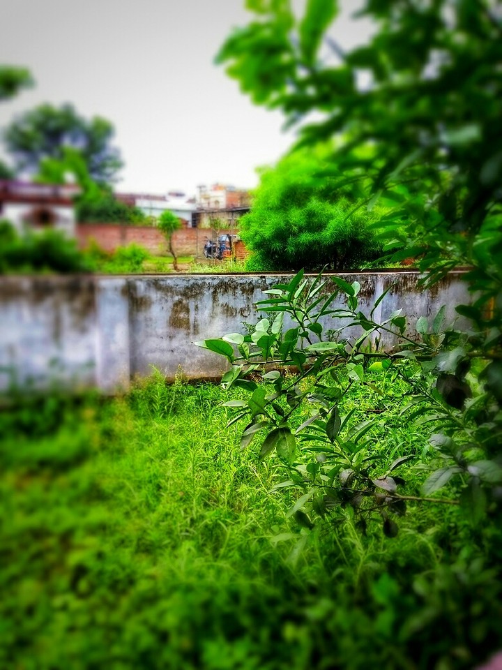 My Garden