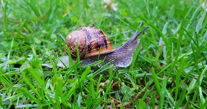 Snail