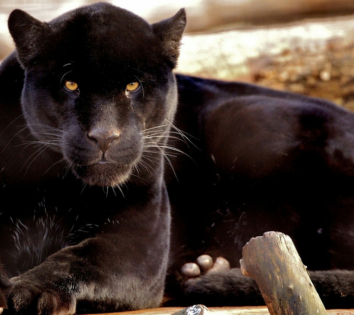 Black Panther