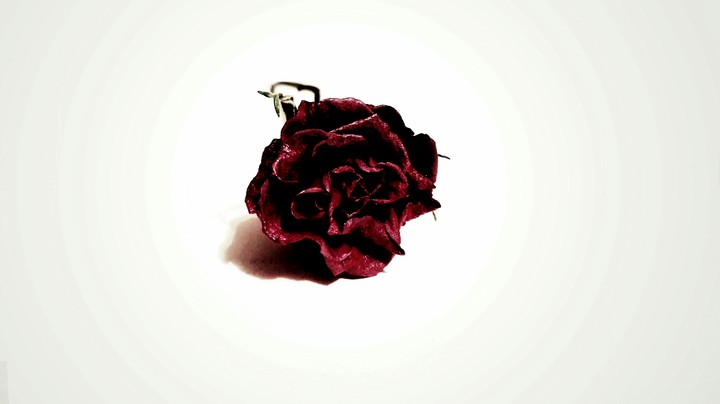 Crimson rose