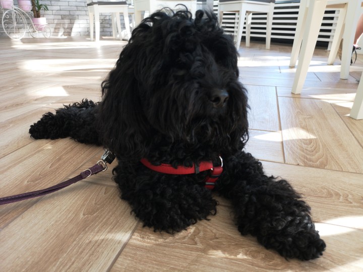 dog