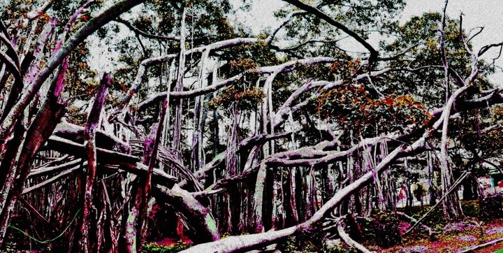 big Banyan tree