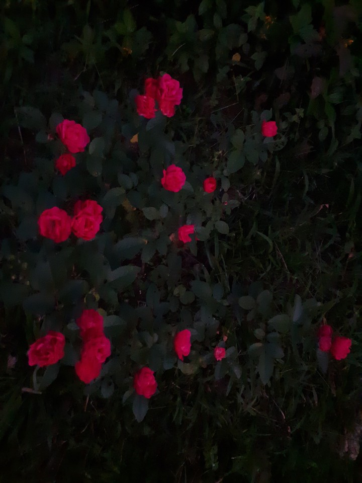 rose of red
