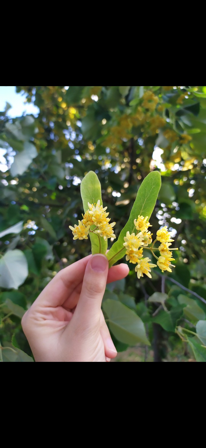 Linden flower