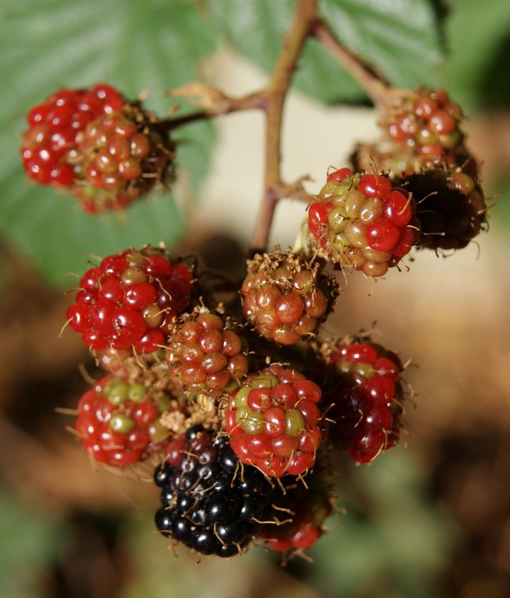 Hanging Fruit