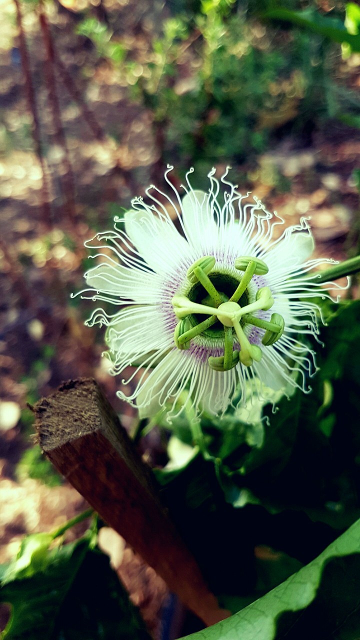 Flower...
