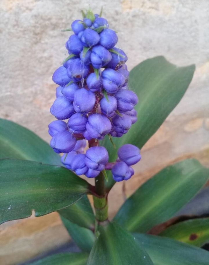 gengibre azul ???