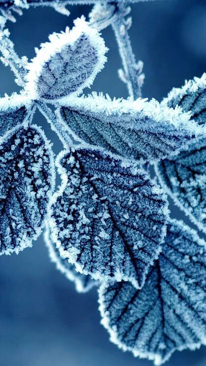 Freeze