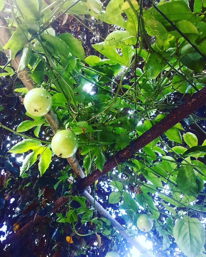 fruit