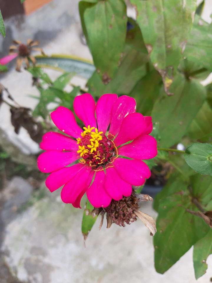 double pink flower