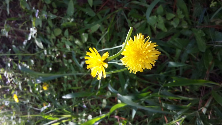 wild flower