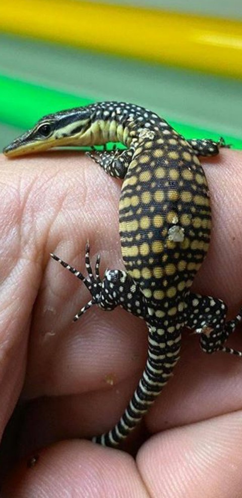 fondos de pantalla varanidae, whiptail