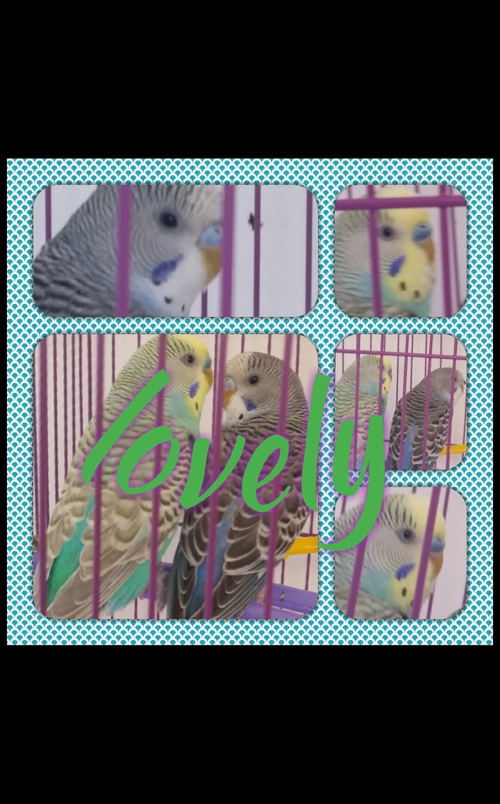 cutttie