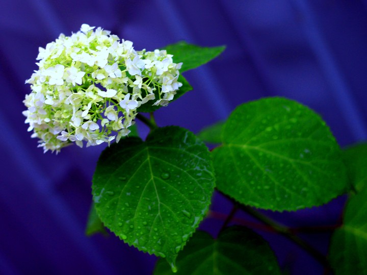 Beautiful hydrangea, beautiful leaves