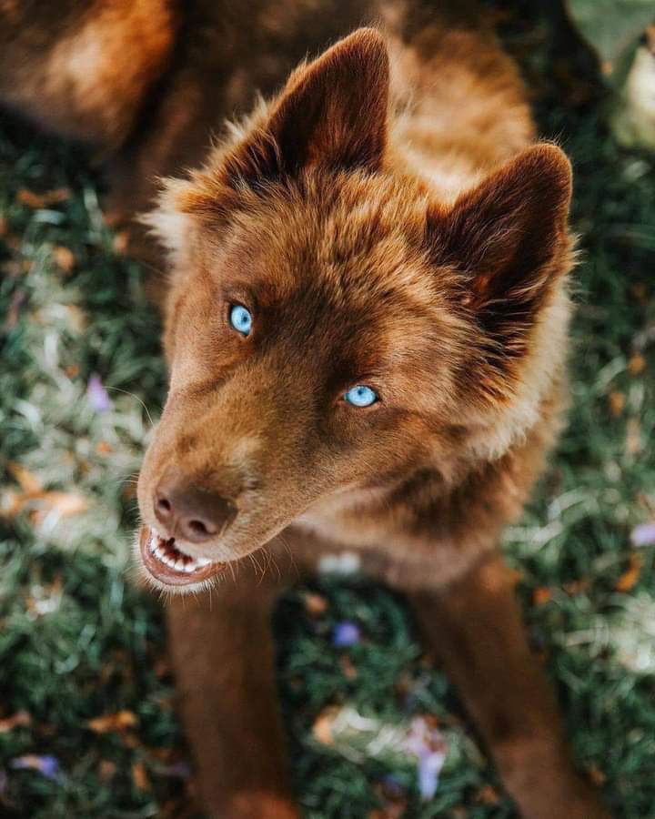 blue eye cute