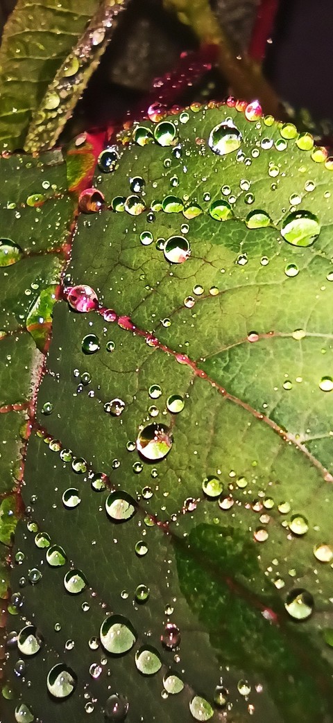 生物, 植物桌布