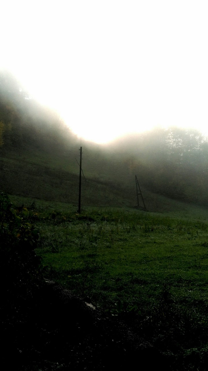 The fantasy mist around the green forest...