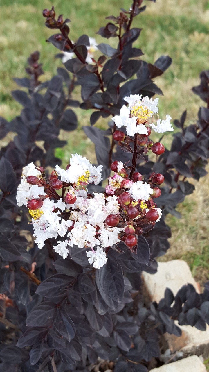 black diamond crepe myrtle
