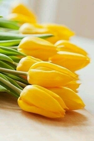 tulipa Amor