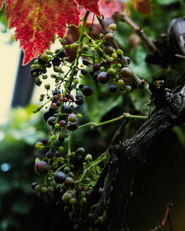 Grapes
