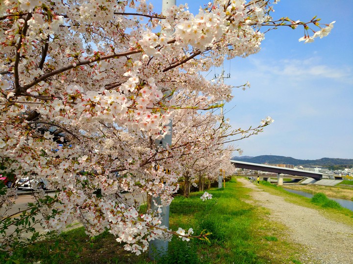 sakura river