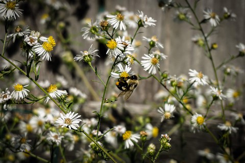 A Bee on Chamomile
