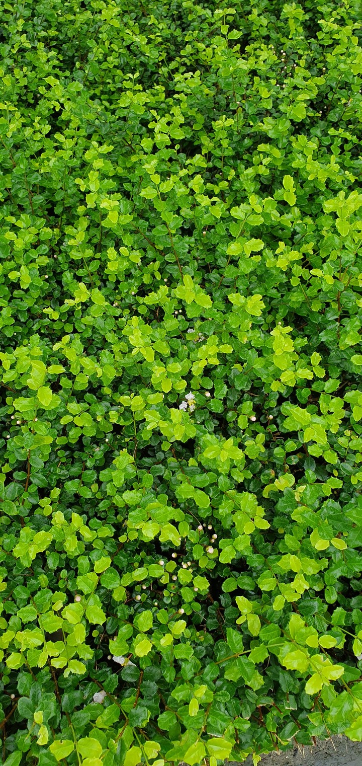 Green leafs