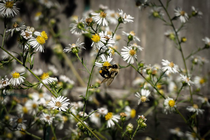 A Bee on Chamomile
