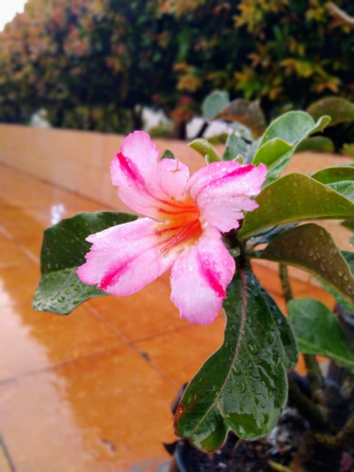 pink flower
