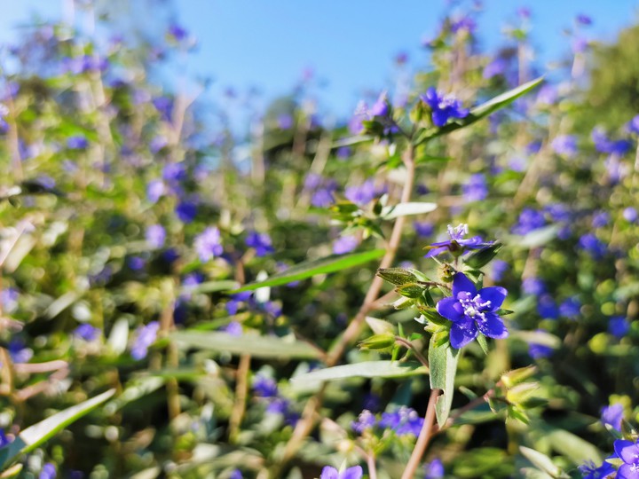 flower