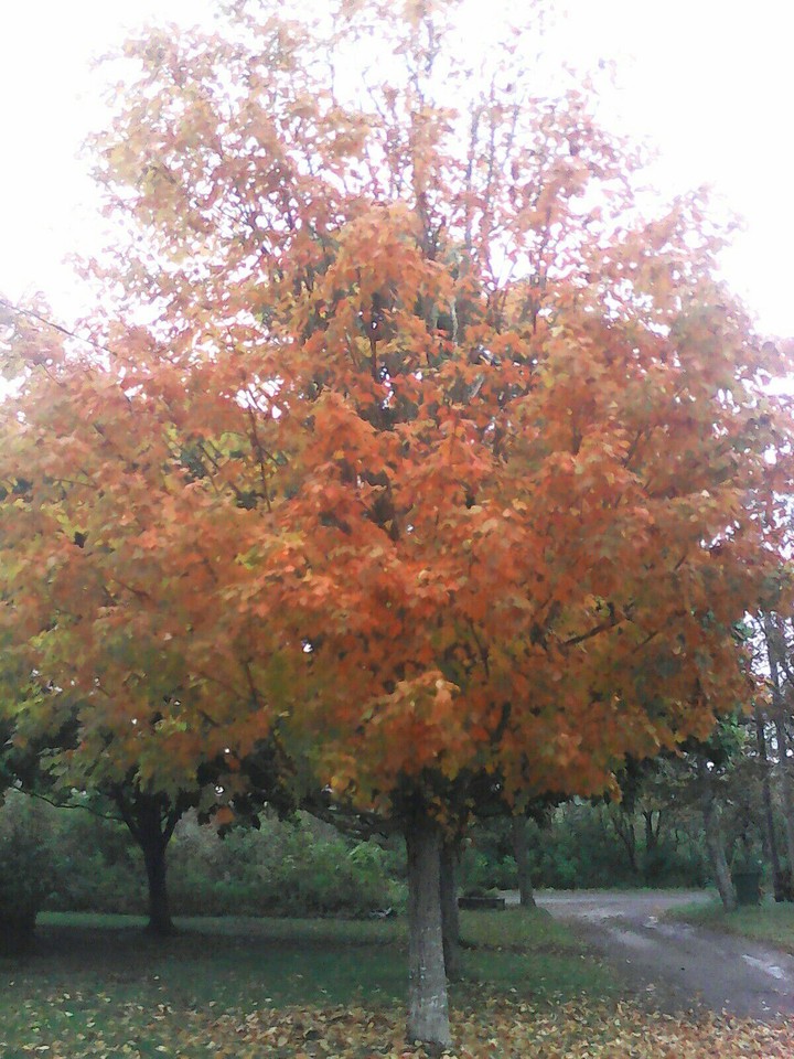 Tree #2