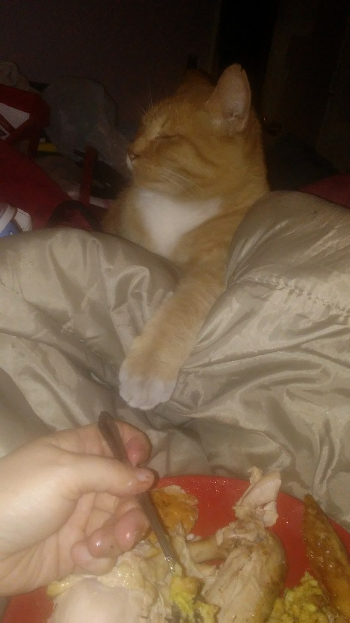 TRYING to SNEAK A TASTE OF TURKEY- I CAUGHT HIM!!