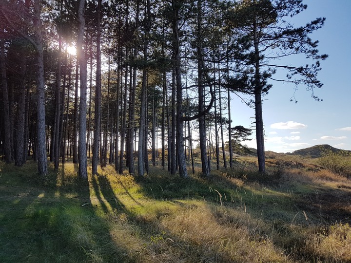 Woods