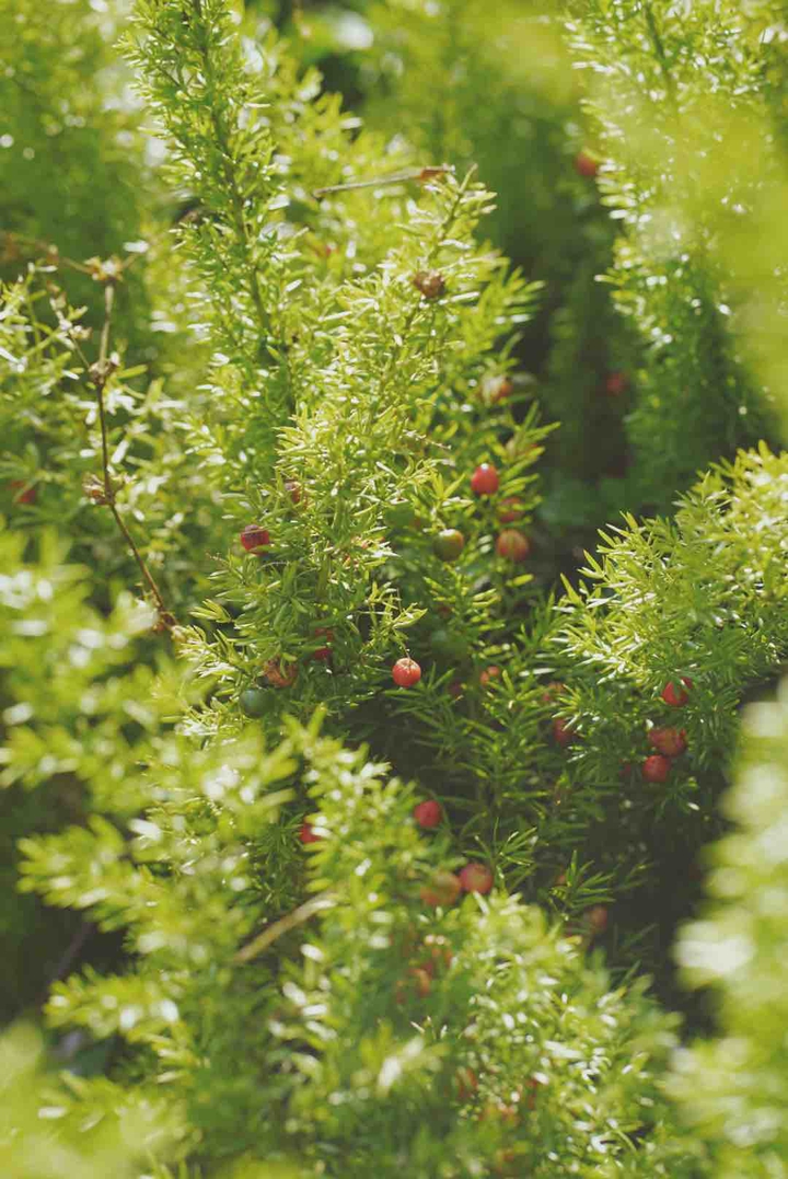 red and green