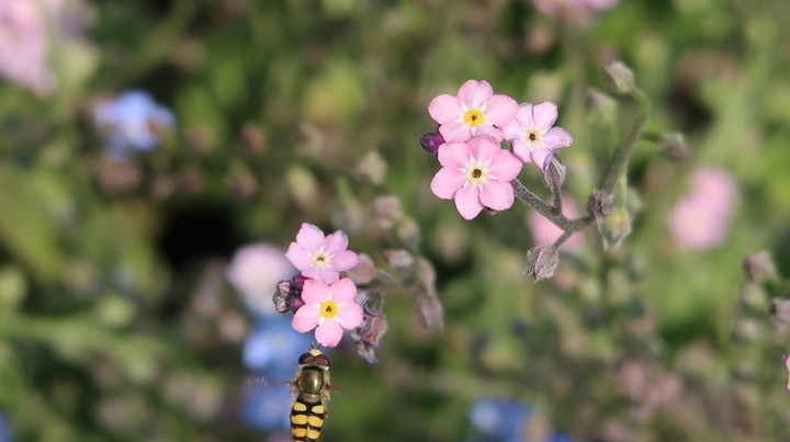 bee and honey, flower
