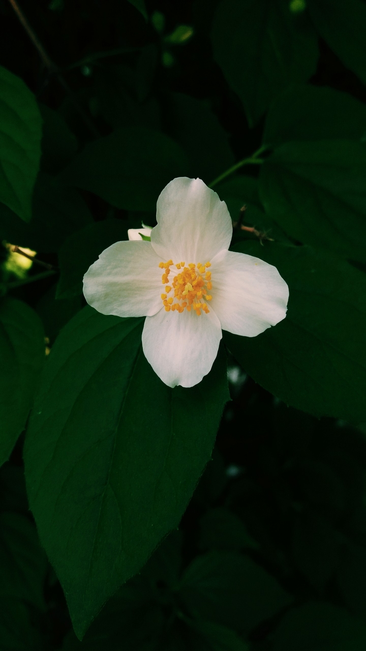 White Flower