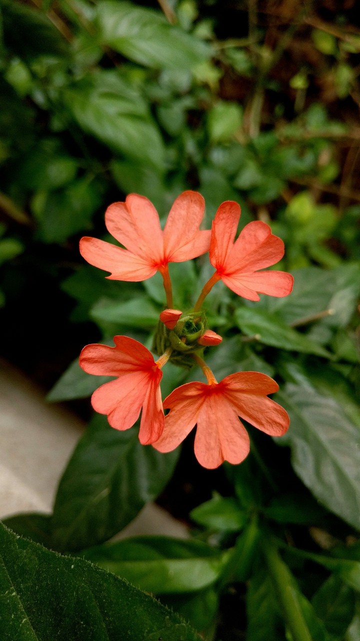 Kanakambaram