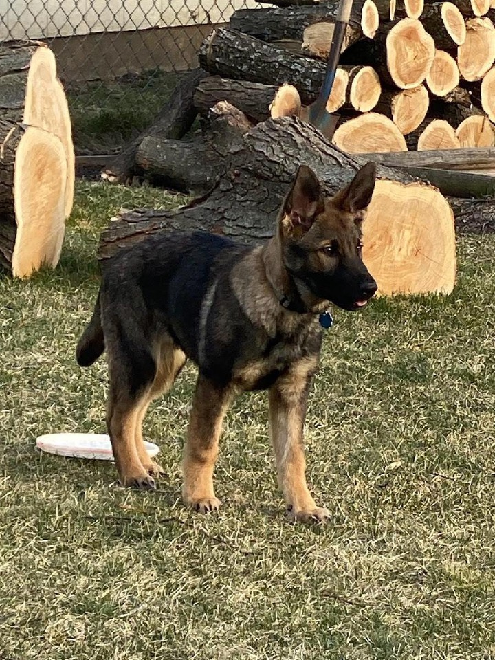 German Shepherd