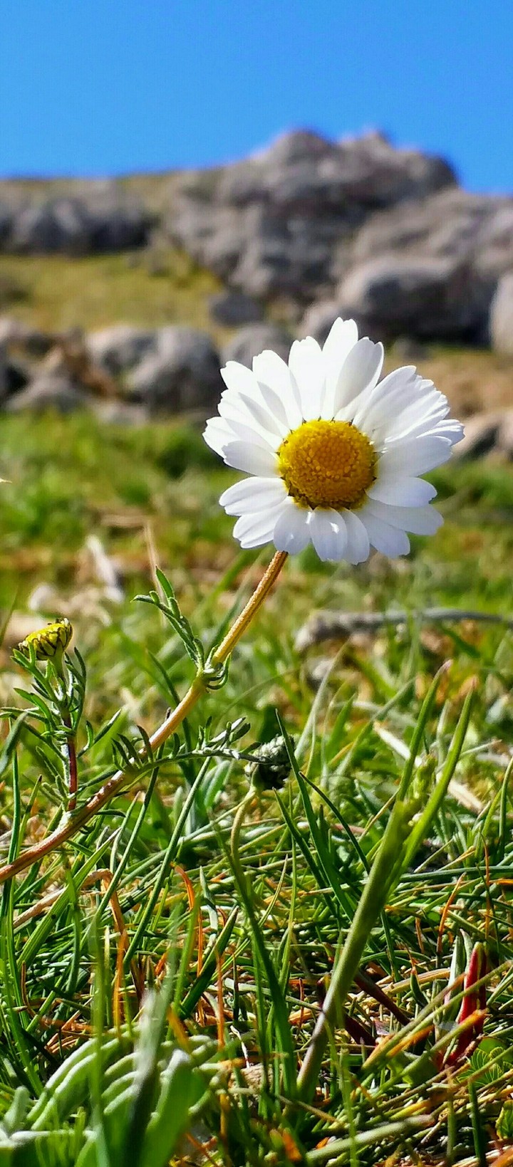 papatya
