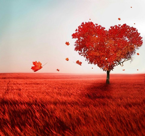 autumn, love achtergronden