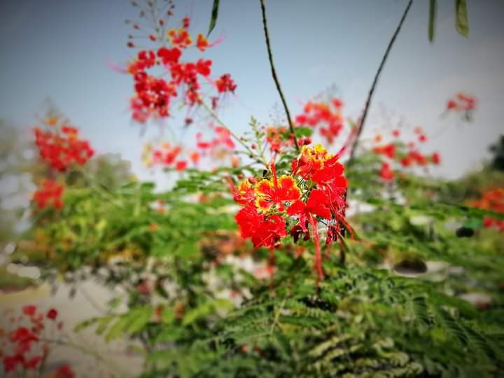 Blossoms