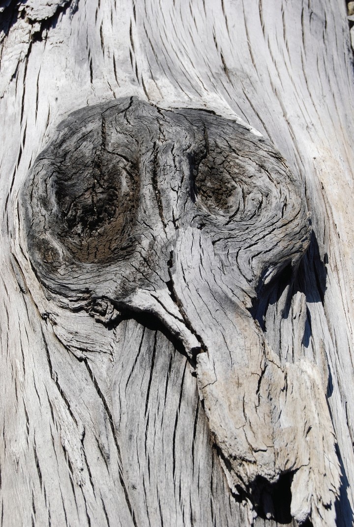 dead tree at the lakeshore
