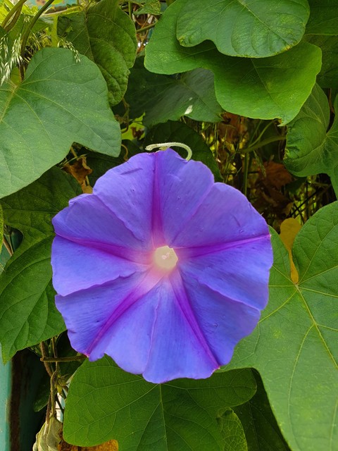 Fiore