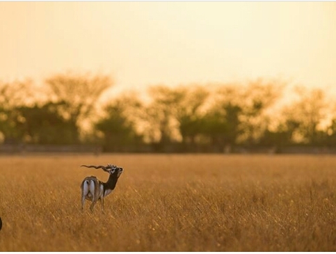 Blackbuck wandering alone...