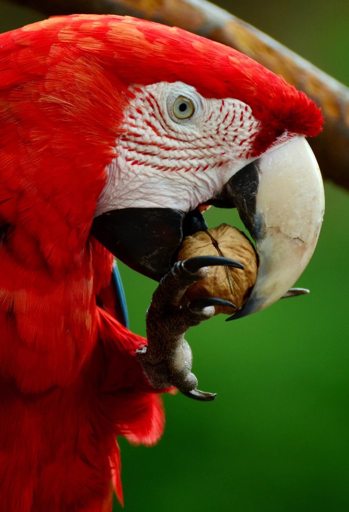 bird