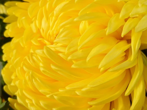 菊花殘