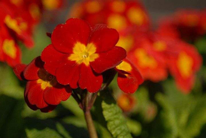 red flower