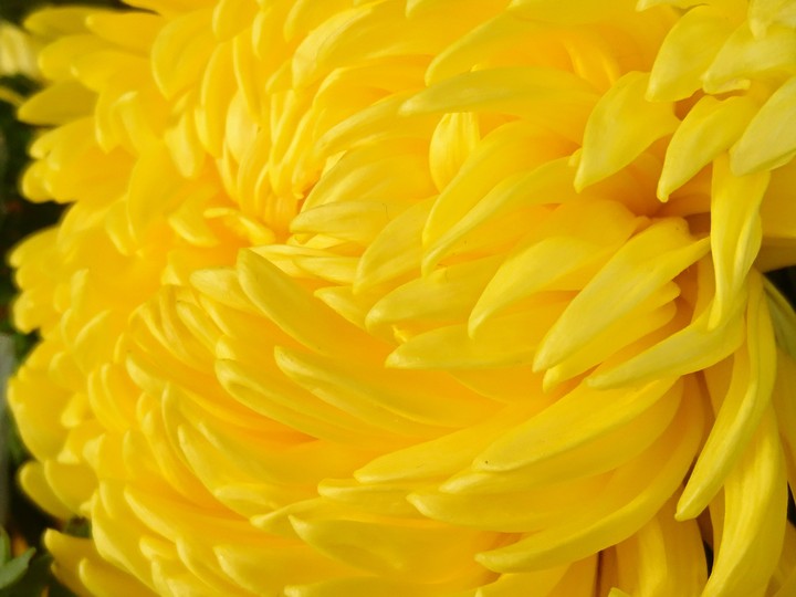 菊花殘