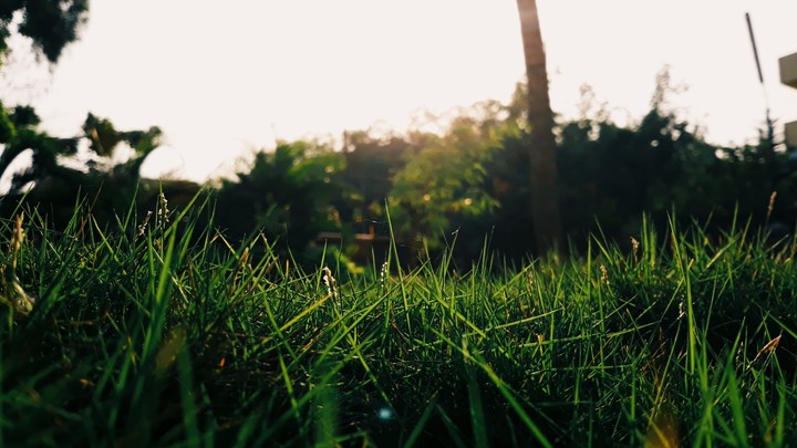 The Green